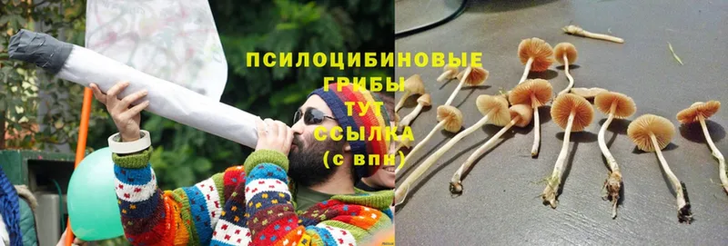 Псилоцибиновые грибы Magic Shrooms  ОМГ ОМГ ссылка  Адыгейск 